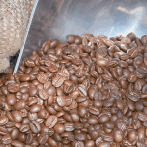 Café Arabica Premium
